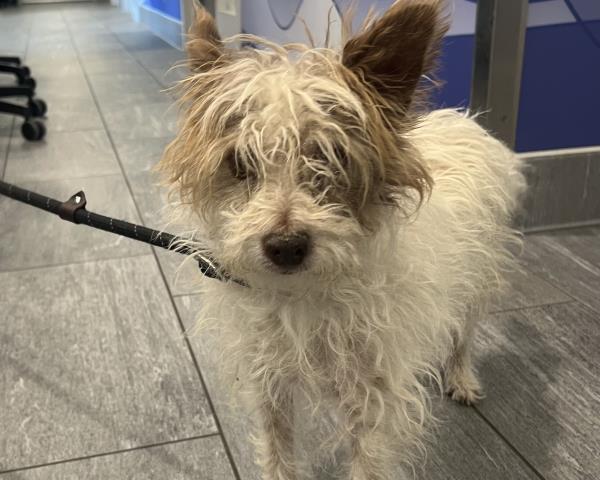  - Male - Terrier