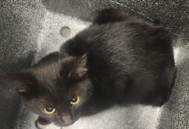 Furrgie - Unknown - Domestic SH