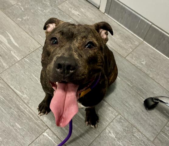 Sunflower - Female - Pit Bull