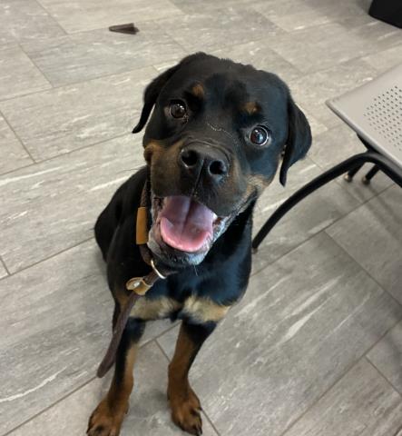 Aphrodite - Female - Rottweiler-Mix