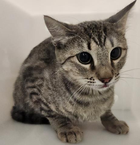 Star - Female - Domestic SH