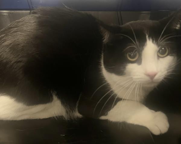 Pepsi - Male - Domestic SH