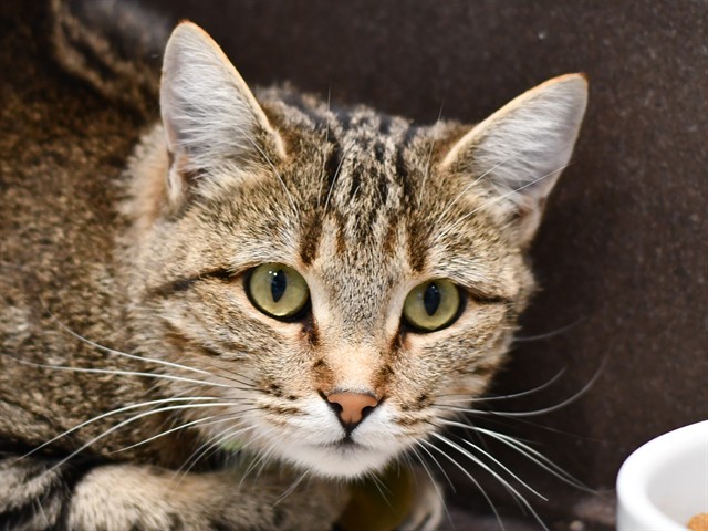 Elvira - Female - Domestic SH