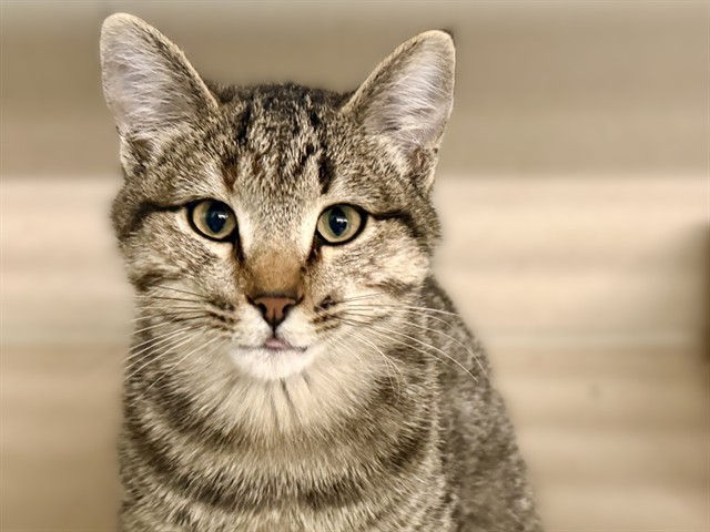 Cherry - Female - Domestic SH