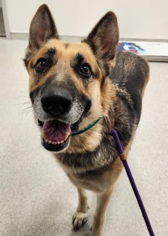  - Female - German Shepherd