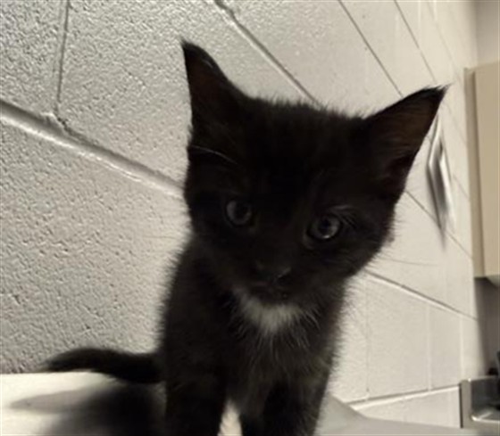  - Female - Domestic SH