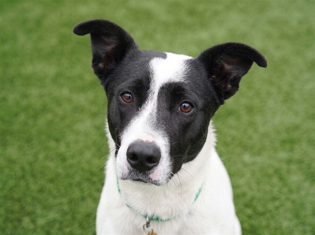 Magpie - Female - Australian Cattle Dog