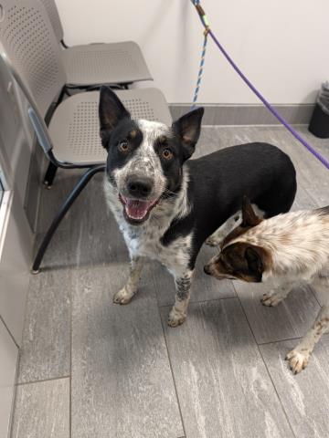 West - Male - Australian Cattle Dog