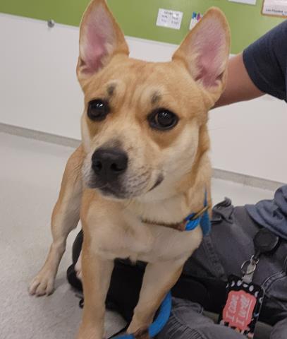  - Female - Cardigan Welsh Corgi-Mix