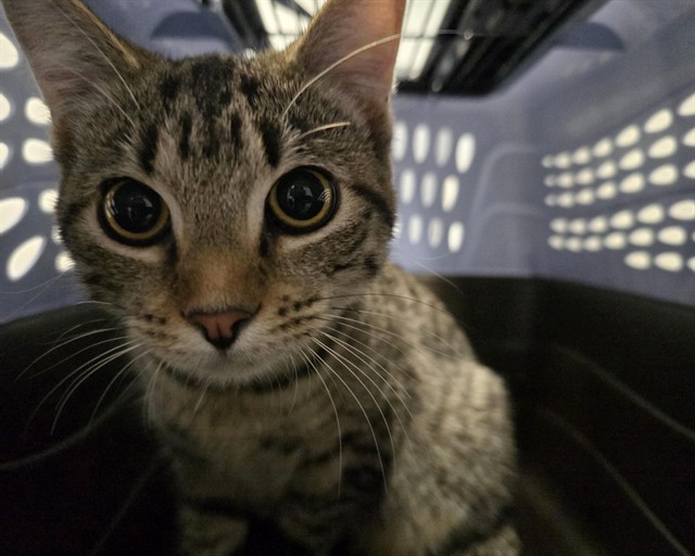  - Female - Domestic SH