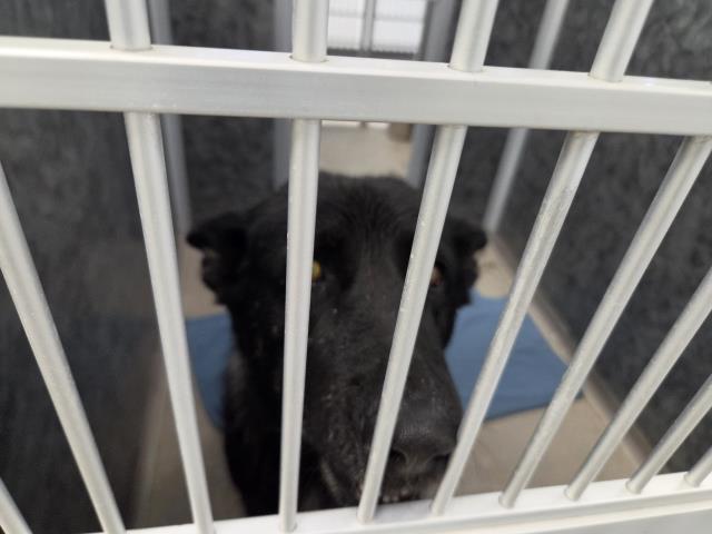  - Female - German Shepherd