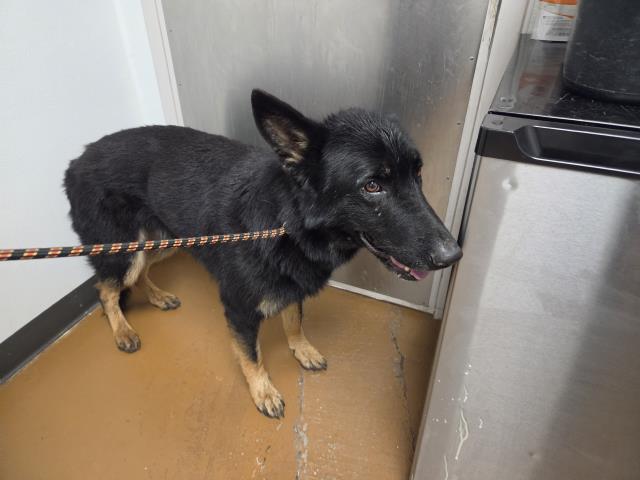  - Male - German Shepherd