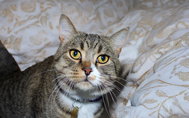 Tigger - Male - Domestic SH