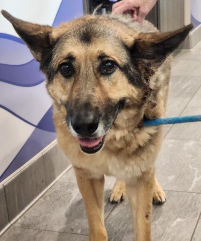  - Male - German Shepherd