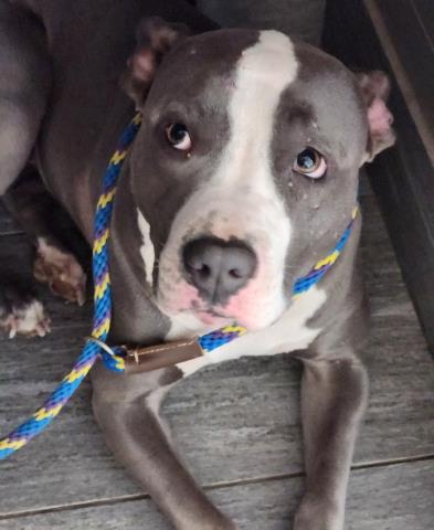  - Female - Pit Bull