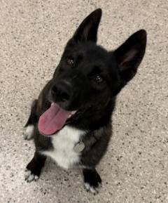 Theo - Male - Siberian Husky-German Shepherd