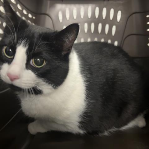 Wahine - Female - Domestic SH