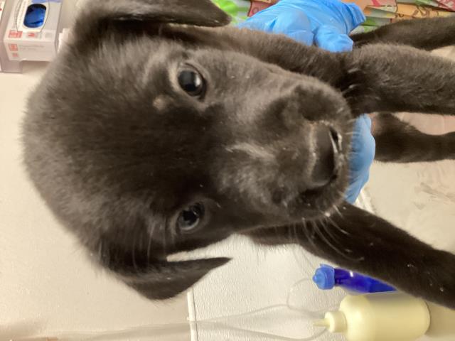 Vega - Female - Border Collie