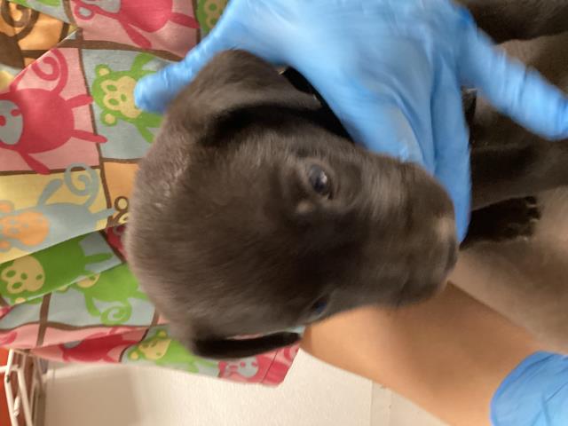Polaris - Female - Border Collie