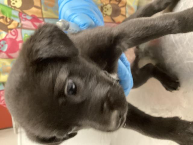 Capello - Female - Border Collie
