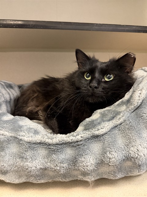 Luther - Male - Domestic LH