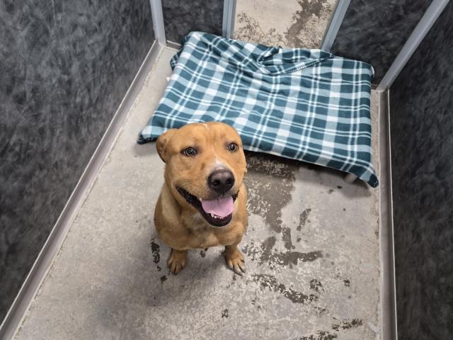  - Male - Pit Bull-Mix