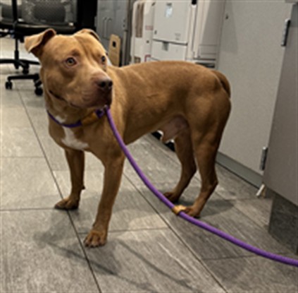  - Male - Pit Bull