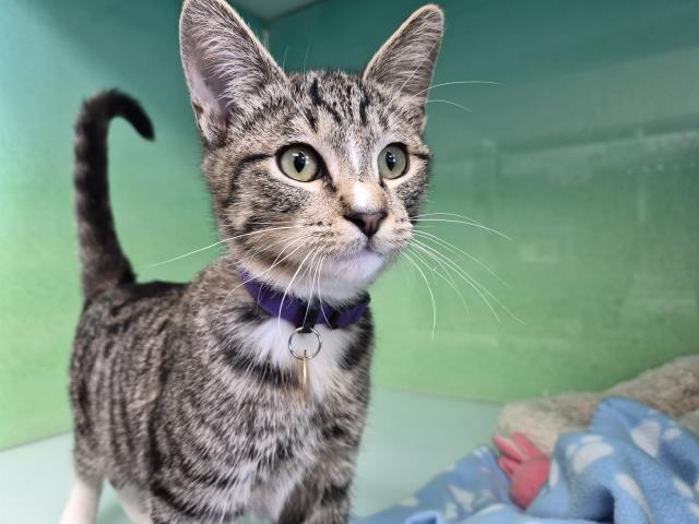 Captain Clark - Male - Domestic SH