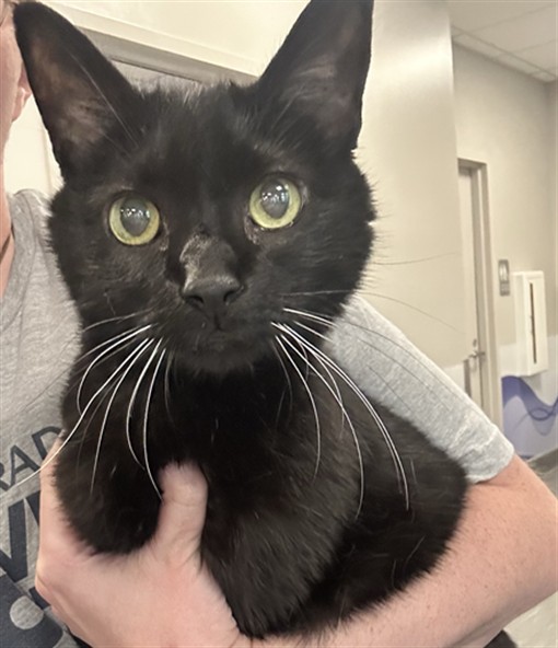 Meeps - Male - Domestic SH