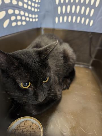 Melvin - Male - Domestic SH