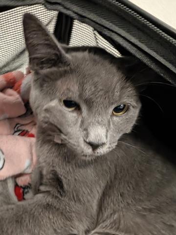 Maui - Male - Domestic SH