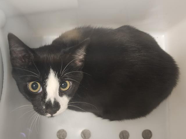 Mr Spice - Male - Domestic SH