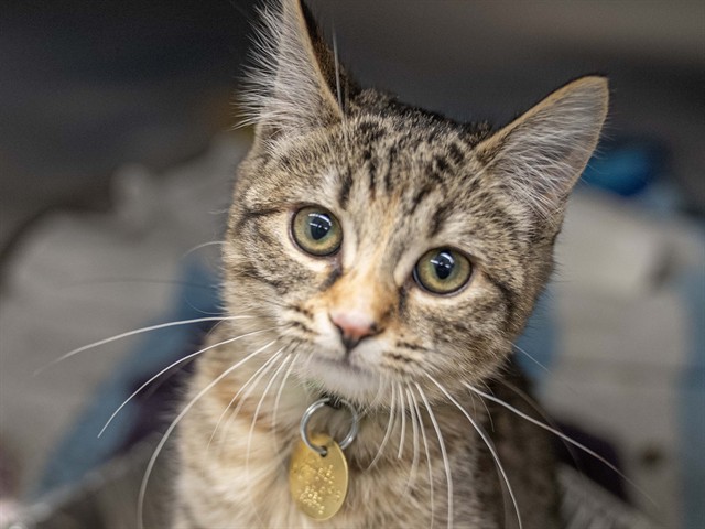 Marceline - Female - Domestic SH