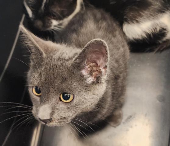 Butters - Male - Domestic SH
