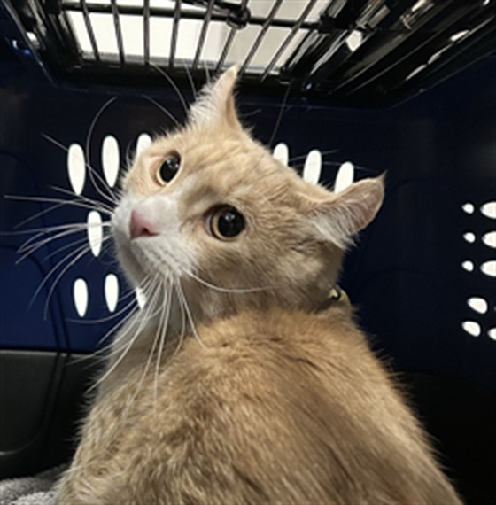 Floyd - Male - Domestic SH