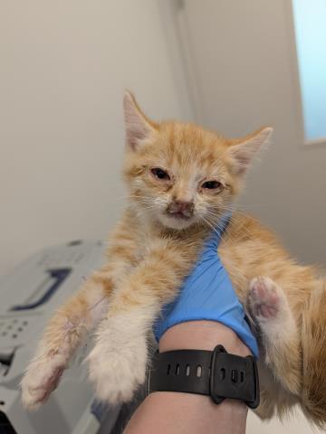 Frosted Strawberry Poptart - Female - Domestic SH