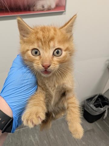 Rascal - Male - Domestic SH
