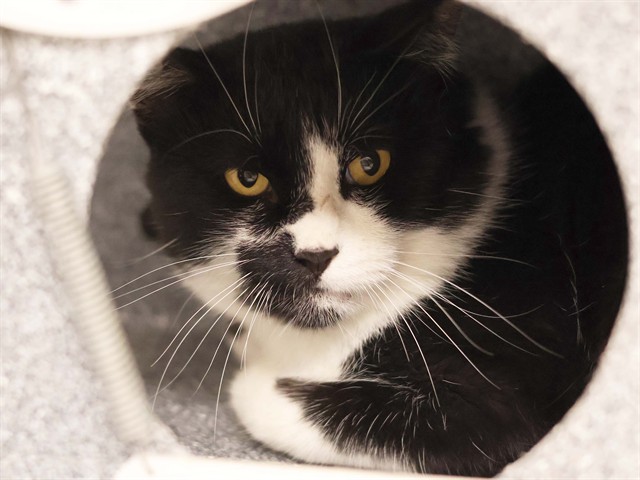 Hostess Beefcake - Male - Domestic MH