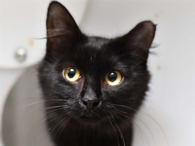 Nala - Female - Domestic MH