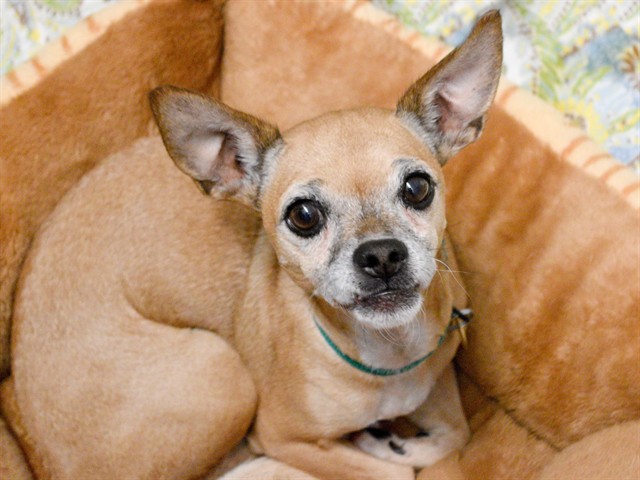 Chiquita - Female - Chihuahua