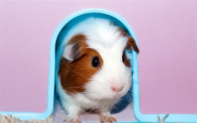 Leela - Female - Guinea Pig
