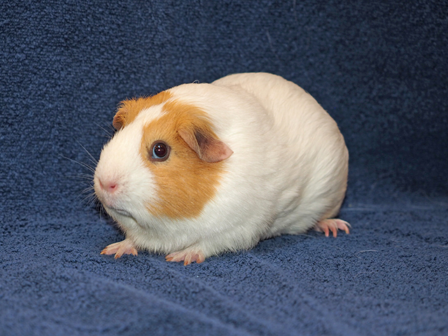 Joss - Female - Guinea Pig