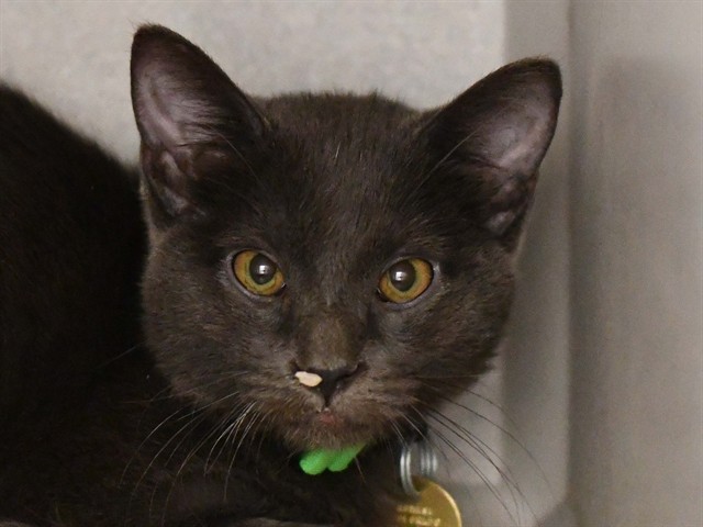 Coraline - Female - Domestic SH