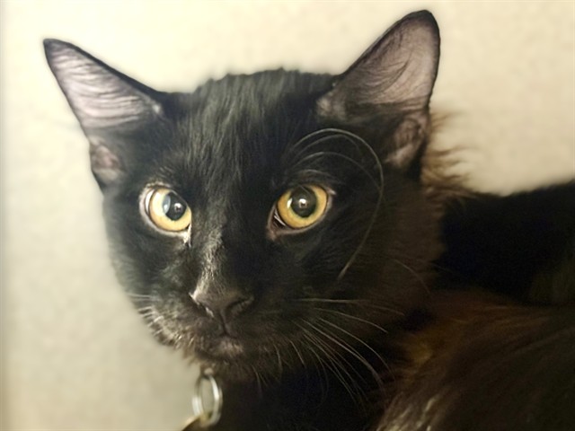 Mr Darcy - Male - Domestic MH