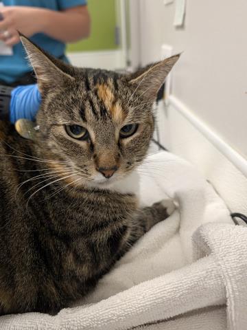 Cronut - Female - Domestic SH