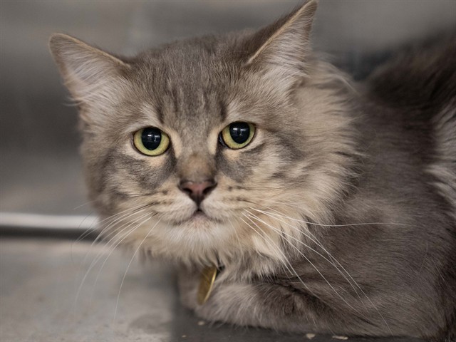 Ichabod - Male - Domestic LH
