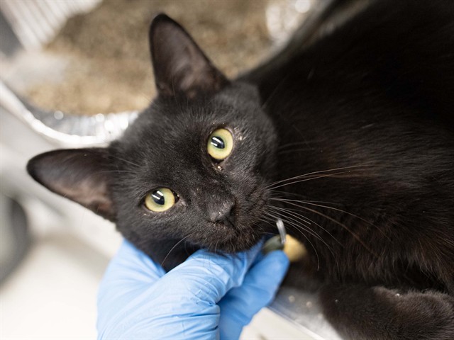 Bubba - Male - Domestic SH
