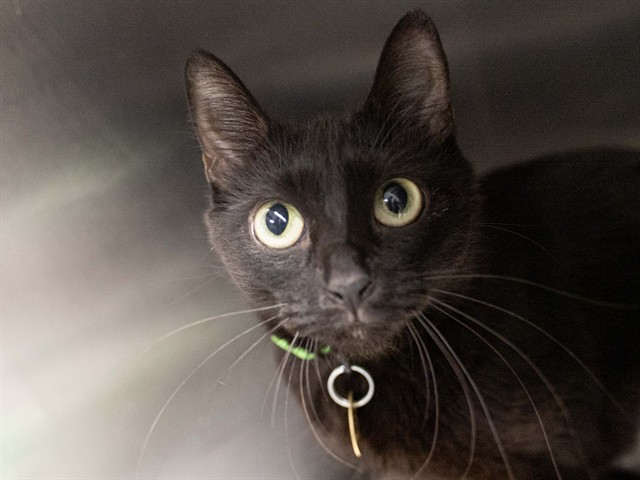 Parton - Female - Domestic SH