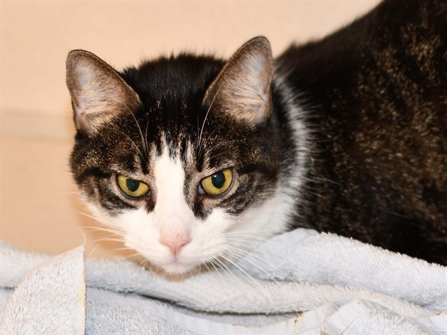 Pepper - Female - Domestic SH