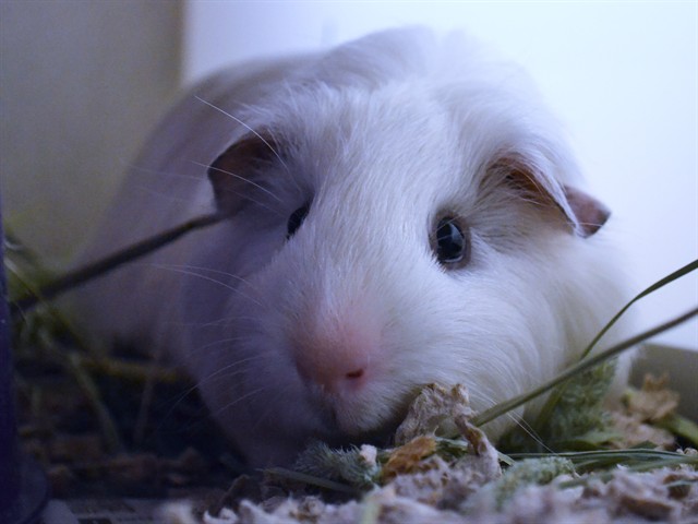 Winston Winglow Iii - Male - Guinea Pig